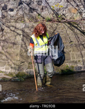 Charlotte Neary, Community Volunteers Officer Water of Leith Conservation Trust wades in river collecting rubbish at Spring clean, Edinburgh, Scotland Stock Photo