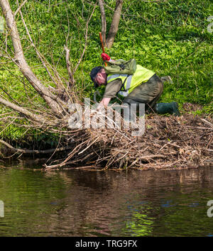 Volunteer at annual Spring clean on bank of Water of Leith, Edinburgh, Scotland, UK. A man in waders clears litter from the riverbank Stock Photo