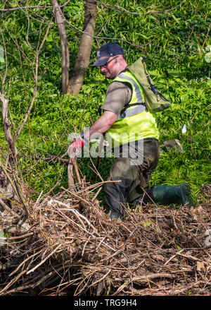 Volunteer at annual Spring clean on bank of Water of Leith, Edinburgh, Scotland, UK. A man in waders clears litter from the riverbank Stock Photo