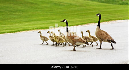 Pair of Canada Geese mates help their gosling brood cross the street Stock Photo
