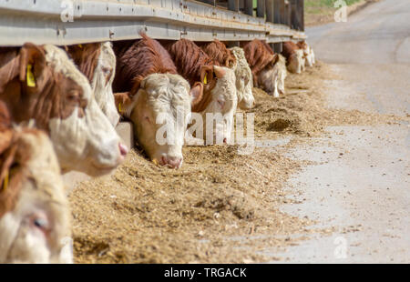 some cattle at feed in a barn in sunny ambiance seen in Southern Germany Stock Photo