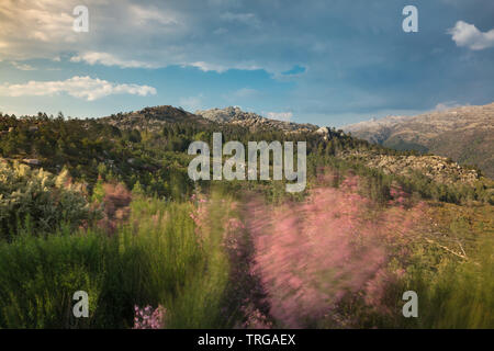 Wild flowers blowing in the wind at Junceda, Peneda-Gerês National Park, Braga, Portugal Stock Photo