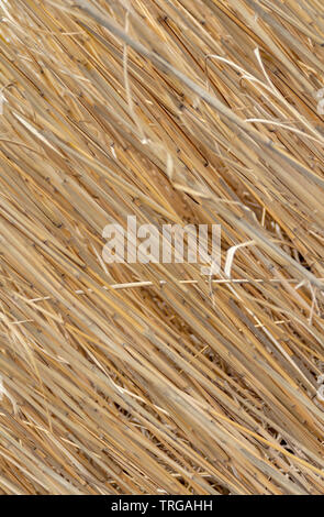 full frame closeup shot showing lots of reed stipes Stock Photo