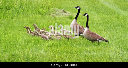 Pair of Canada Geese mates help their gosling brood cross through a gassy field Stock Photo