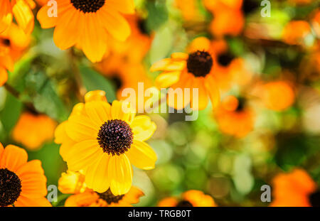 Orange and yellow Echinacea flower with black coned center in sunlight. Unfocused meadow with  blooming Echinacea flowers at background. Selective foc Stock Photo