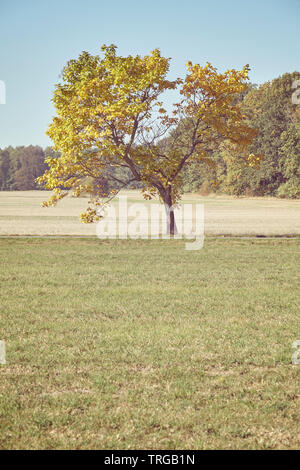 Retro toned picture of a lonely tree in a park, selective focus. Stock Photo