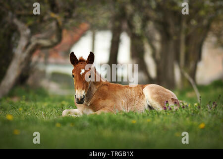 brown foal standing on meadow near the farm Stock Photo