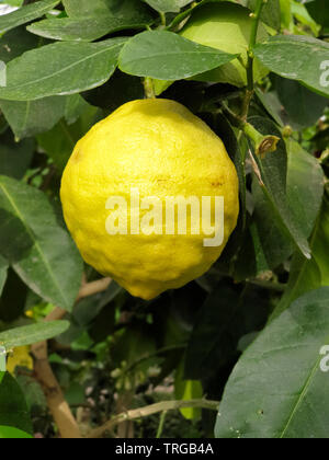 Imperfect yellow Lemon in a lemon tree Stock Photo