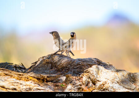 Two sparrows sitting on a branch of wood, looking around Stock Photo