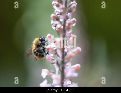 A bee on Linaria purpurea 'canon went' with rain drops. Stock Photo