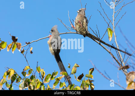 Pair of White-backed mousebirds, Colius colius, perched on branch, Western Cape, South Africa in autumn. Blue sky background Stock Photo