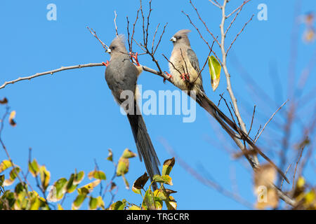 Pair of White-backed mousebirds, Colius colius, perched on branch, Western Cape, South Africa in May against blue sky Stock Photo