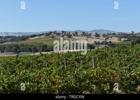 Panoramic View at Barossa Valley, SA, South Australia, Australia Stock Photo