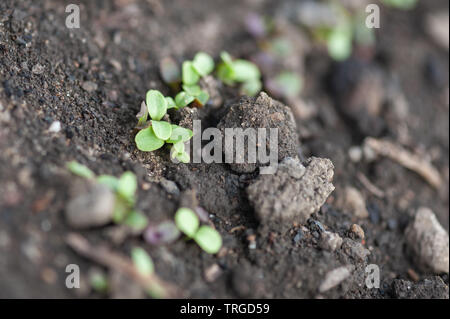 Lettuce seedlings emerge in a row through garden soil. Stock Photo