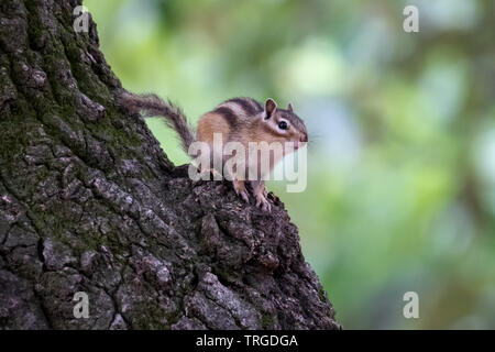 The chipmunk is in a 3/4 pose Stock Photo