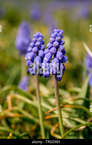 Beautiful muscari botryoides commonly known as grape hyacinth, purple flower with green grass, close up Stock Photo