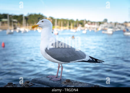 Close up of seagull on edge of pier at the harbor in Monterey, California Stock Photo