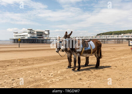 The donkeys on Weston Super Mare beach with the The Grand Pier in the background, Somerset, England, UK Stock Photo