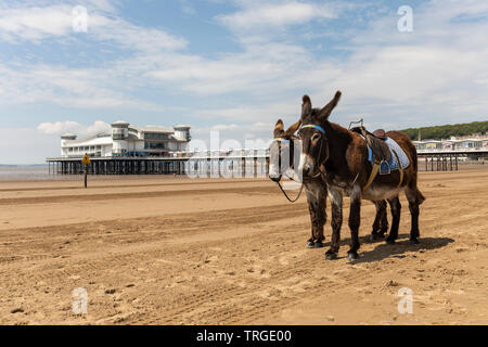 The donkeys on Weston Super Mare beach with the The Grand Pier in the background, Somerset, England, UK Stock Photo