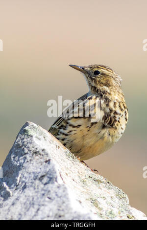 Meadow Pipit Anthus pratensis) sat on a wall Stock Photo
