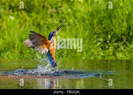 kingfisher (Alcedo atthis) diving for a fish Stock Photo