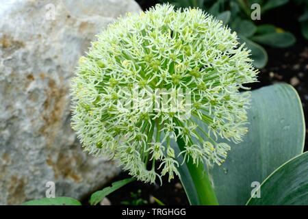 Allium karataviense or kara Tau garlic bloom flower-head Stock Photo