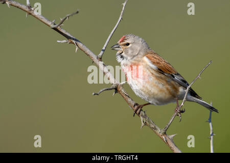 Common Linnet / Bluthänfling ( Carduelis cannabina ), male bird in breeding dress, singing, perched on a dry thorny blackberry tendril, wildlife, Euro Stock Photo