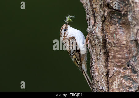 Treecreeper (Certhia familiaris) perched on a tree Stock Photo