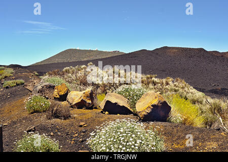 blooming yellow perennials and white marguerites in front of a black lava mountain, behind the top of the Pico del Teide with its 3618 m height the hi Stock Photo