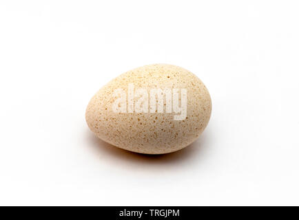 Turkey Egg isolated on white Background Stock Photo