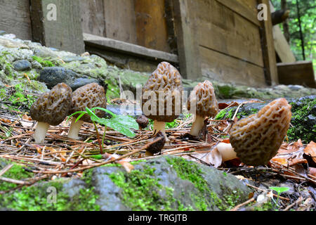 Cluster of Mochella conica or Black morel mushrooms in front of the door of mountain log cabin Stock Photo