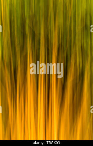 A clump of tall bamboo shoots photographed whist moving the camera upwards Stock Photo