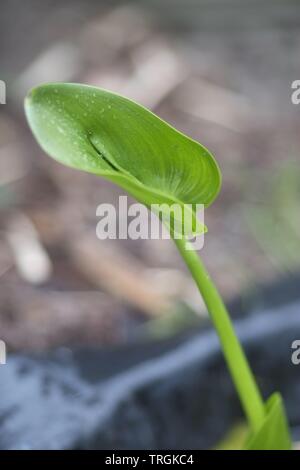 Bog Arum (Calla Palustris) leaf Stock Photo