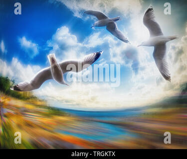PHOTOGRAPHIC ART: Flying High (Torbay, Devonshire, Great Britain) Stock Photo