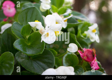 Extremely close-up white and pink Kalanchoe blossoms, spring summer concept, selective focus, copy space. Stock Photo