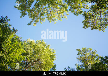 Bottom view of green trees top in forest blue sky and sun beams shining through leaves, copyspace Stock Photo