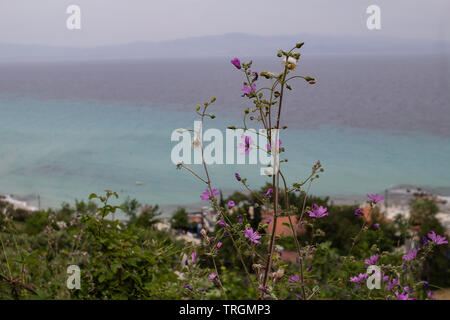 Common mallow (Malva sylvestris) in bloom growing wild overlooking the Aegean Sea in , Halkidiki, Greece Stock Photo
