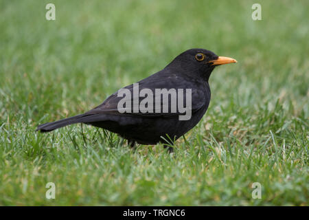 Male Common blackbird "Turdus merula" on a garden lawn, England, UK Stock Photo