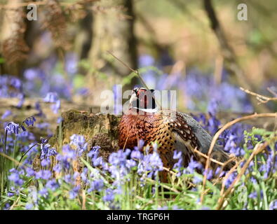 Pheasant in Bluebell Wood at Hillers Farm Shop, Alcester. Stock Photo