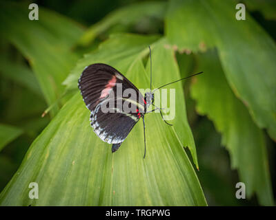 Heliconius melpomene, the postman butterfly, common postman or simply postman, is a brightly coloured butterfly found throughout Mexico and America Stock Photo