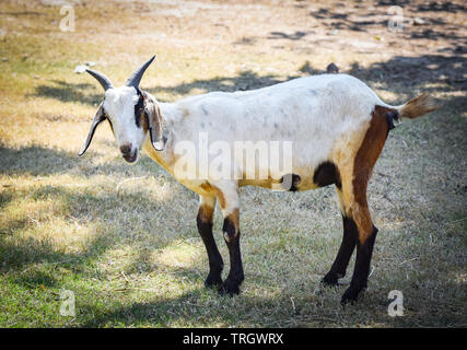 Young goat standing on ground in the goat farm Stock Photo
