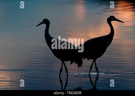 Greater sandhill crane pair (Antigone canadensis tabida) wading in pond at sunset Stock Photo