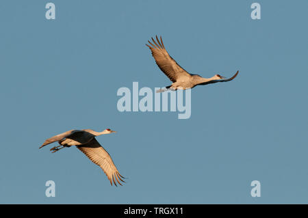 Greater sandhill crane pair (Antigone canadensis tabida) in flight Stock Photo