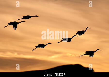 Greater sandhill cranes (Antigone canadensis tabida) in flight Stock Photo