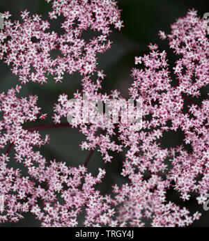 clusters of tiny pink starry flowers against dark background Stock Photo
