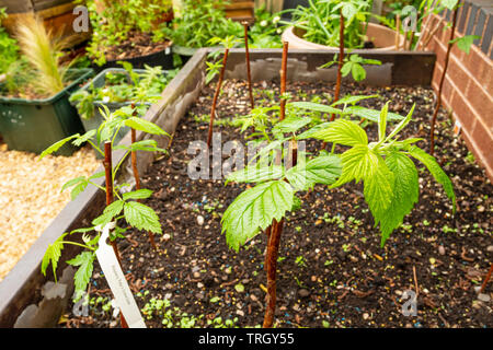 Raspberry ‘Polka’ canes in May Stock Photo