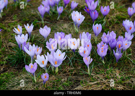 Spring Crocus, Crocus Vernus, growing on Campo Imperatore in the Gran Sasso D'Italia National Park in Abruzzo, Italy. Stock Photo