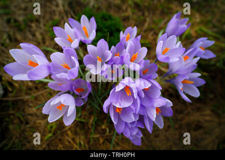 Spring Crocus, Crocus Vernus, growing on Campo Imperatore in the Gran Sasso D'Italia National Park in Abruzzo, Italy. Stock Photo