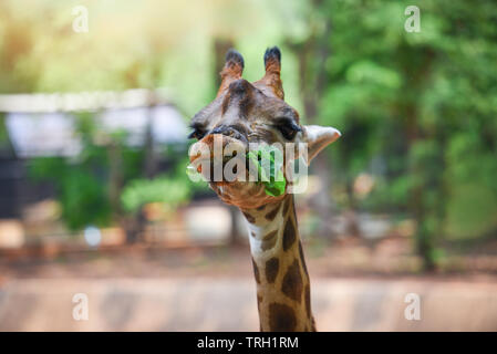 giraffe eating leaves / Close up of a giraffe in front and funny on nature green tree background in the national park Stock Photo