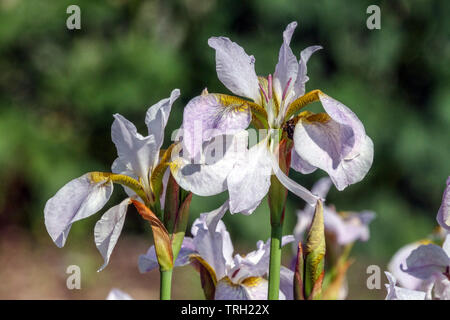 Iris sibirica 'Hohe  Warte' Stock Photo